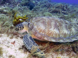 Green Sea Turtle IMG 4706